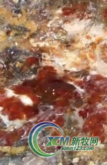 案例分析鸡坏死性肠炎的诊治和防控措施 案例分析鸡坏死性肠炎的诊治和防控措施